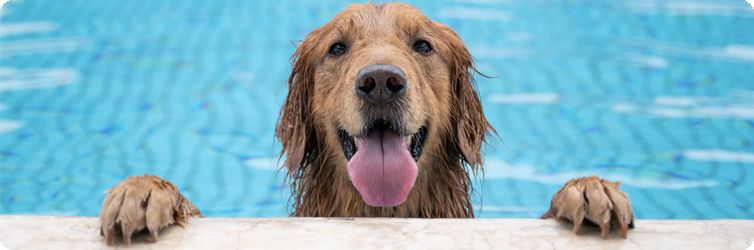 Happy Dog at the pool from the OMHS